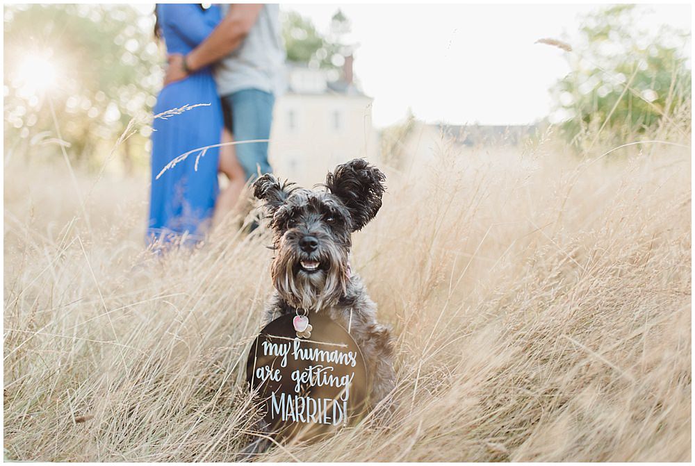  Romantic Discovery Park engagement photo with adorable Schnauzer dog wearing a my humans are getting married sign | Julianna J Photography | juliannajphotography.com 